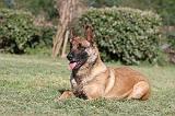 MALINOIS 475